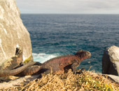 Iguanas on a Galapagos cruise